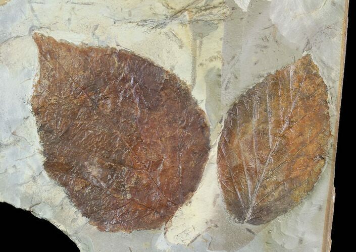 Two Fossil Leaves - Davidia And Celtis - Montana #95463